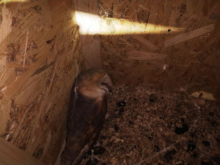 У ЗАКАРПАТСЬКІЙ ОБЛАСТІ ОРНІТОЛОГИ ЗАФІКСУВАЛИ РІДКІСНУ СОВУ — СИПУХУ БІЛУ 