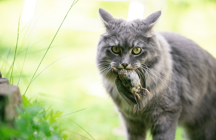 Непрохані гості