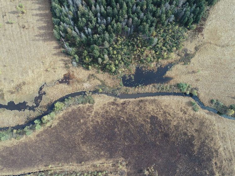 Міжнародний природоохоронний проєкт «Відновлення закарпатських торфовищ: Чорне багно»