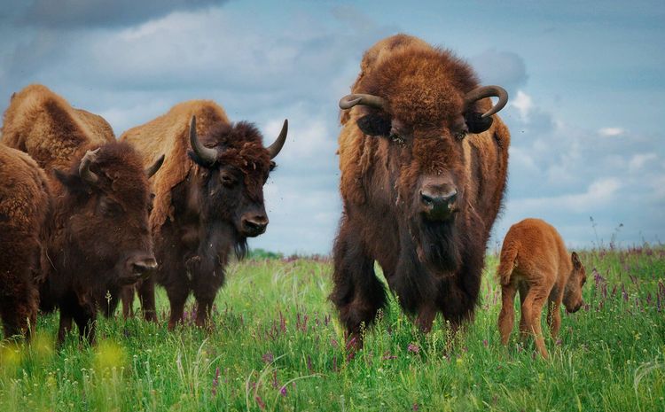 Відновлення стада бізонів у природному заповіднику «Єланецький степ»