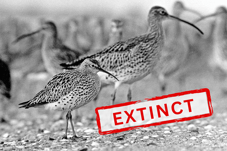 Останній шанс: уроки вимирання кульона для порятунку очеретянки