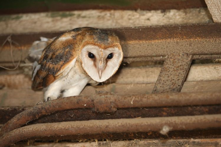 Нові житлові умови для сипух України 