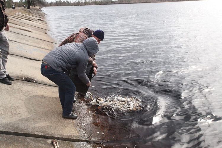 ЗАРИБЛЕННЯ  ВОДОСХОВИЩА – ВІДНОВЛЕННЯ ВОДНОГО БАЛАНСУ
