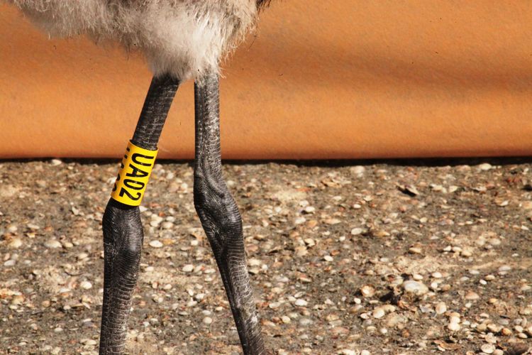 Допомога Товариства в організації першого в Україні кільцювання фламінго 