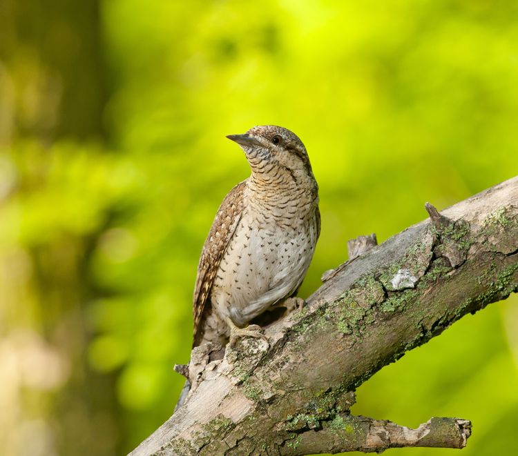 Птах 2025 року: крутиголовка