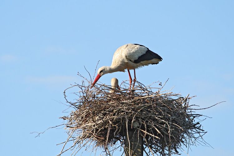 Всеукраїнський облік гніздування лелеки білого в умовах війни