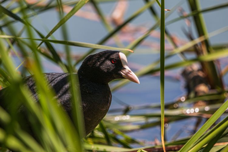 Українське товариство охорони птахів