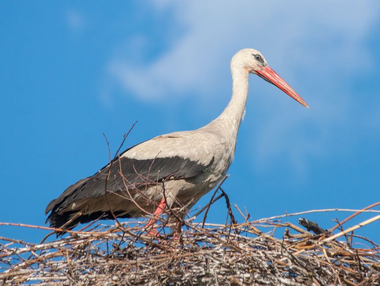 VIII Міжнародний облік лелеки білого з використанням додатку для смартфонів