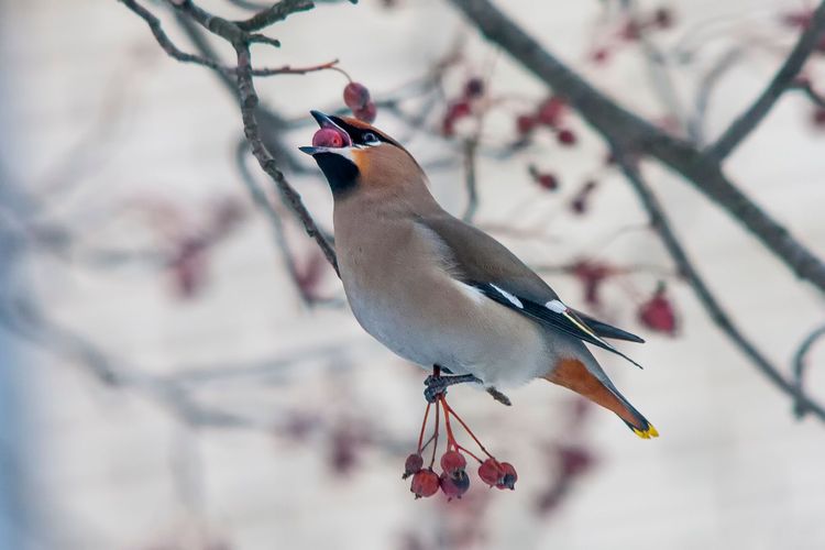 Зимове меню пташиного столу