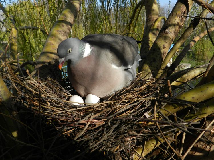Допомога птахам навесні