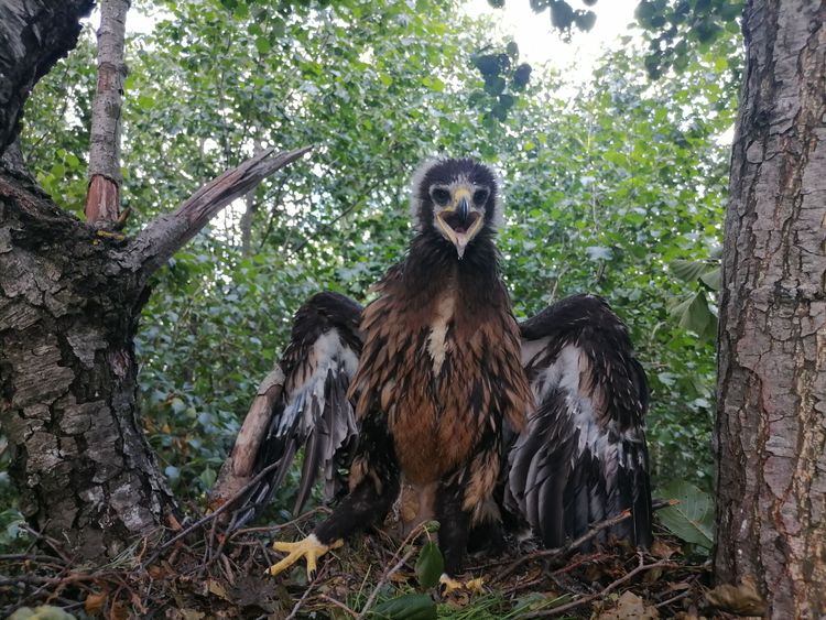 Моніторинг підорлика великого на території Рівненського природного заповідника 