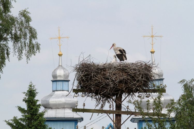 VIIІ Міжнародний облік лелеки білого