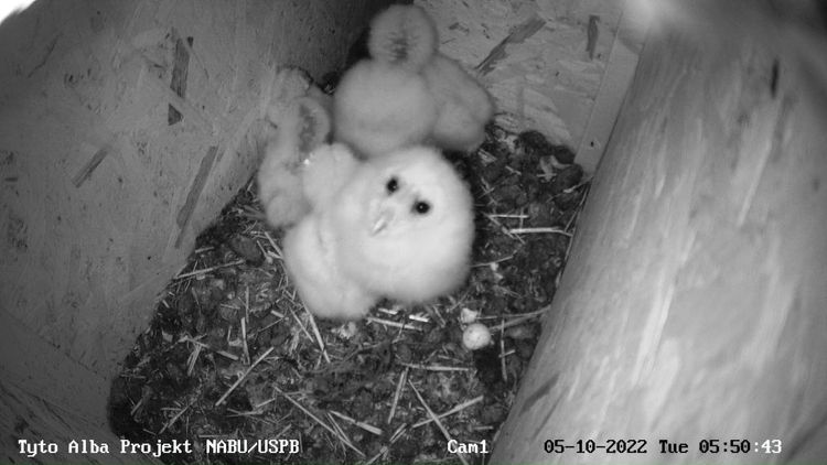 Новий сезон гніздування сипух і онлайн-трансляції спостереження за совами