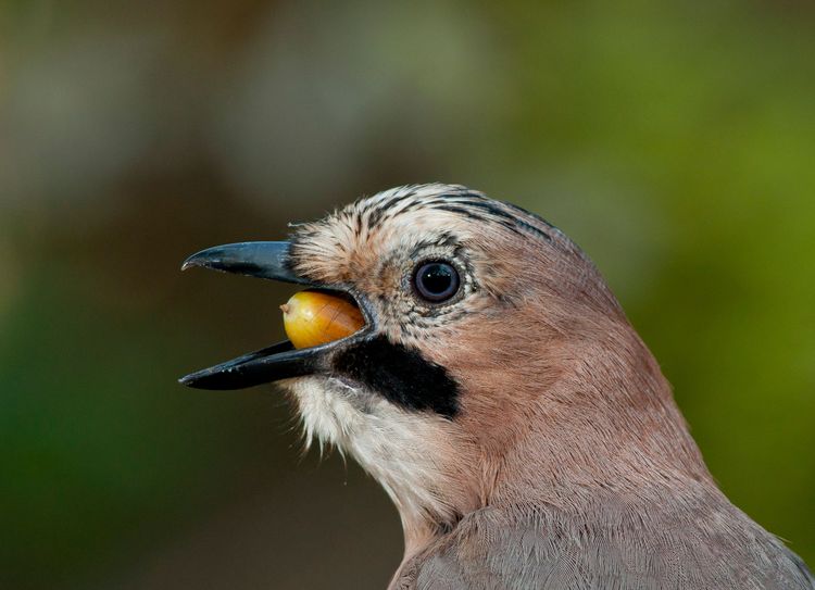 Плоди і ягоди 