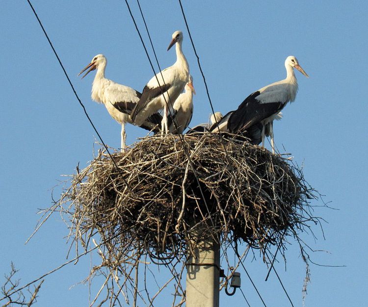 Результати VIII Міжнародного обліку лелек