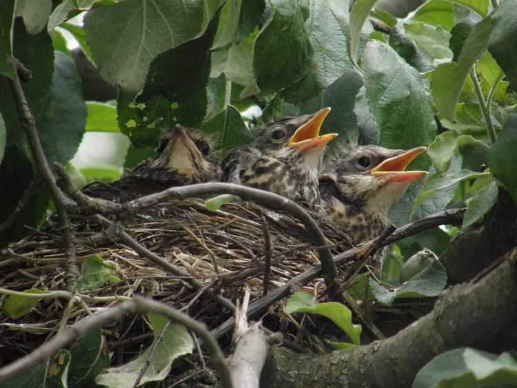 Що робити з пташеням?