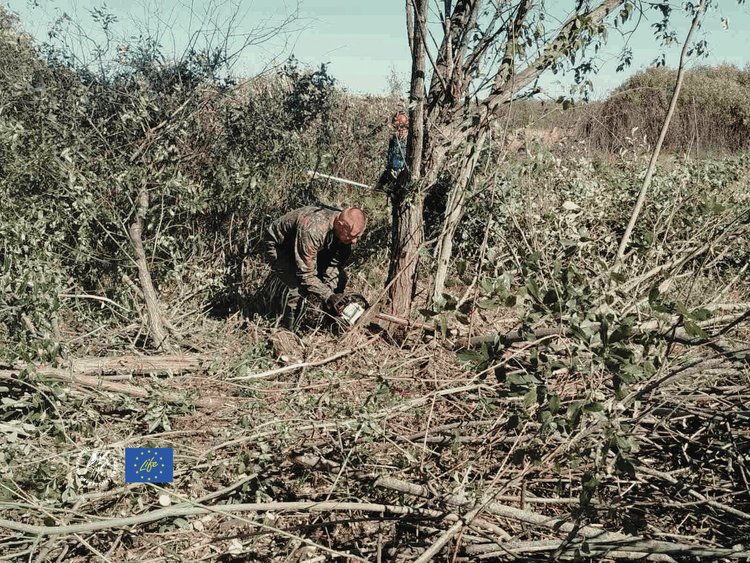 Розчистка осокового болота для підтримання його життя