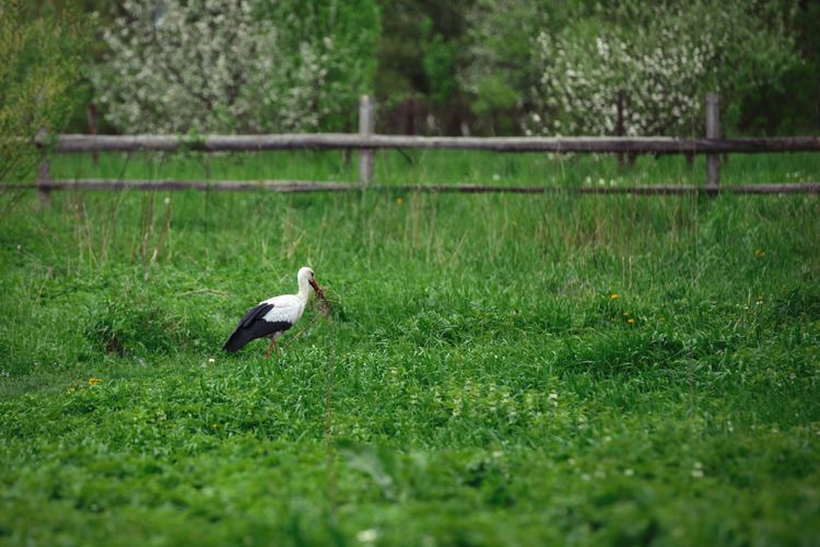 Порахуємо лелек! Шукаємо волонтерів Міжнародного обліку 