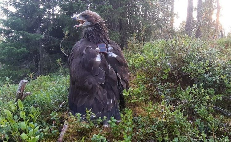 Допомога у розшуку беркута з Фінляндії