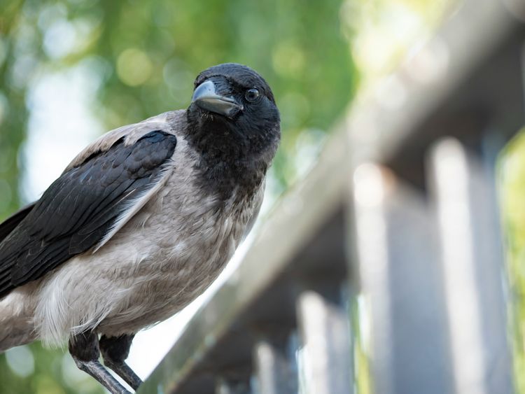 Сірі ворони в місті: чому вони іноді нападають і як захиститися