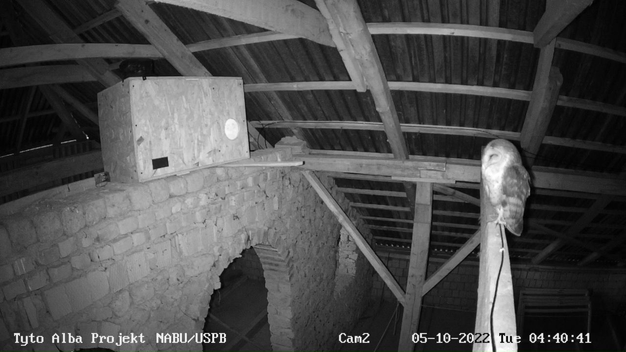 підпис- Сипуха біля штучної гніздівої скриньки.jpg