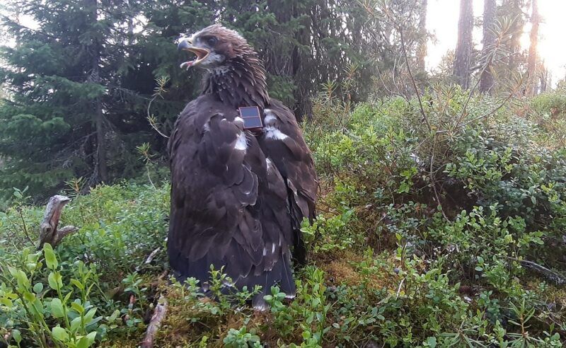 Допомога у розшуку беркута з Фінляндії
