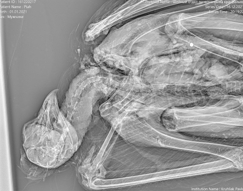 підпис фото - Ренген беркута після знайдення.jpg