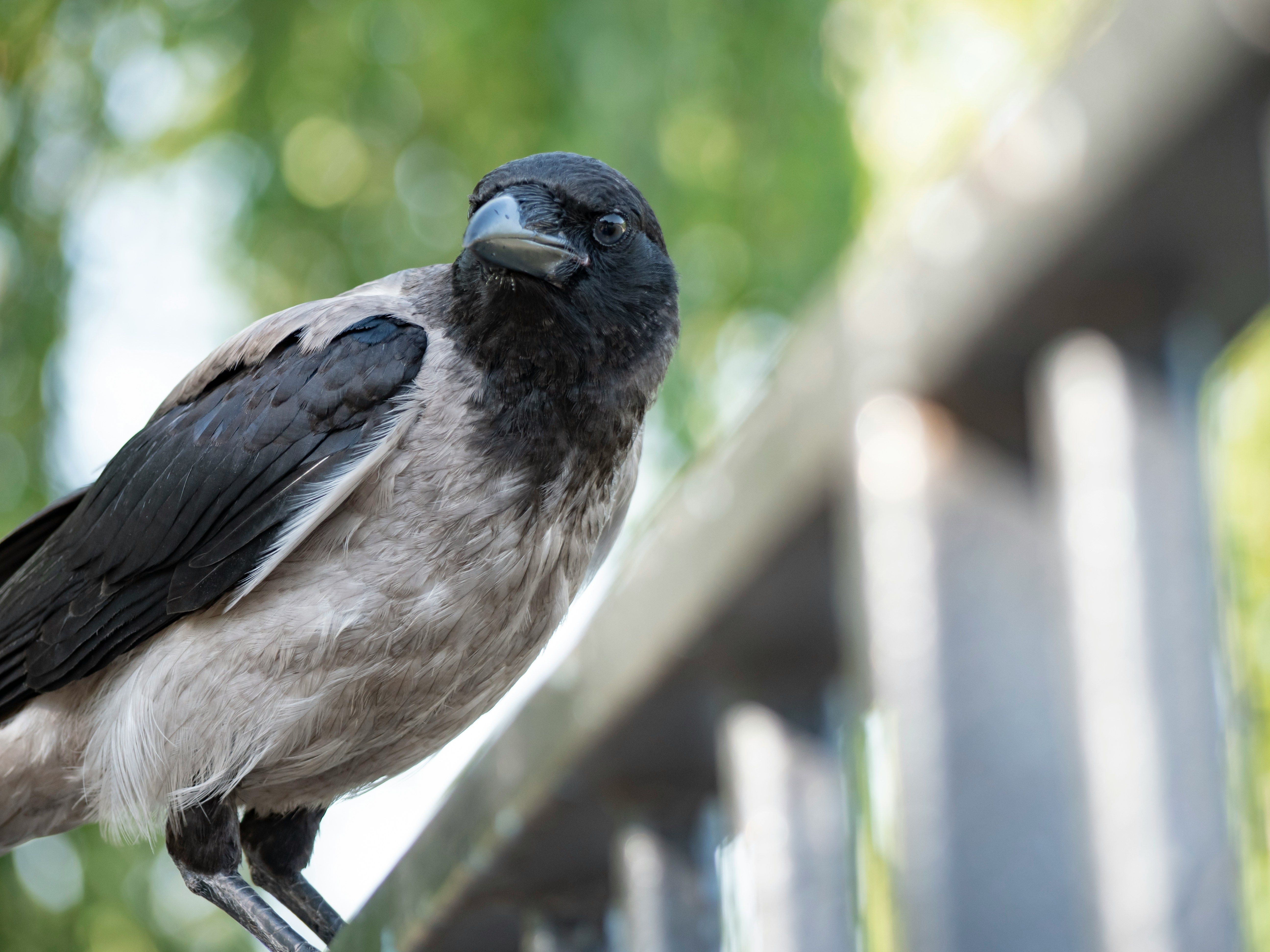 Сірі ворони в місті: чому вони іноді нападають і як захиститися