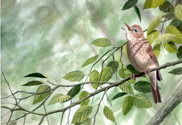 8 фактів про соловейка